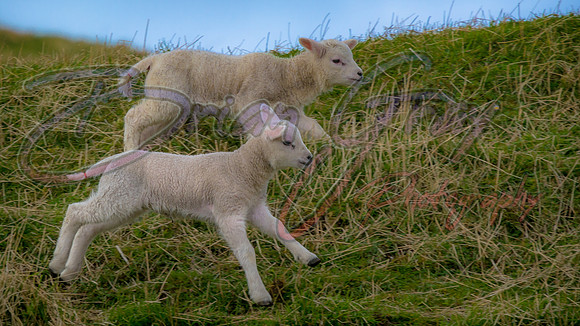 Shetland Lamb