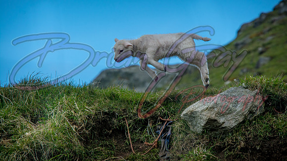Shetland Lamb