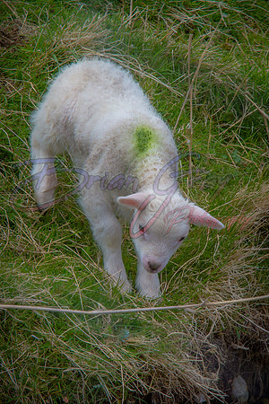 Shetland Lamb