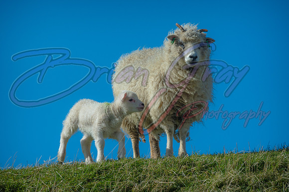 Shetland Sheep and Lamb