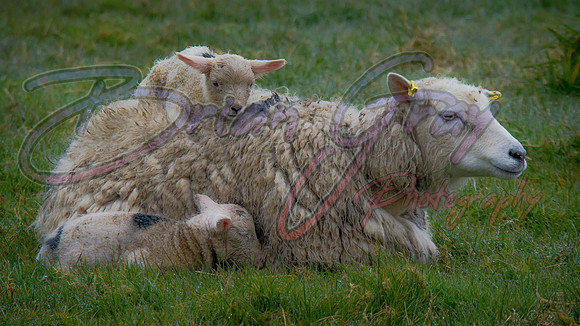 Shetland Sheep and Lamb
