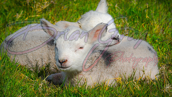 Shetland Lamb