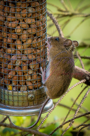 Field Mouse