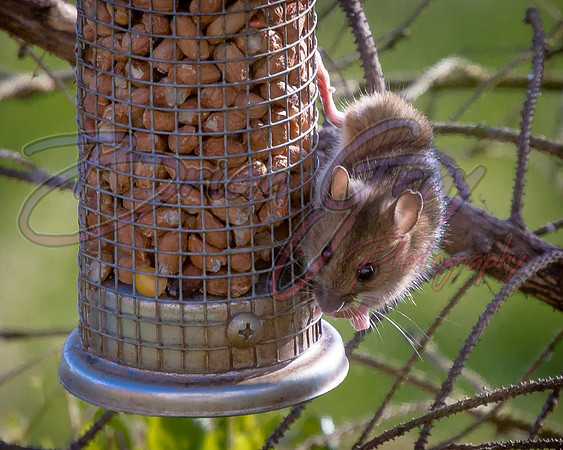 Field Mouse