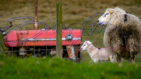Shetland Sheep and Lamb