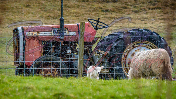 Shetland Sheep and Lamb