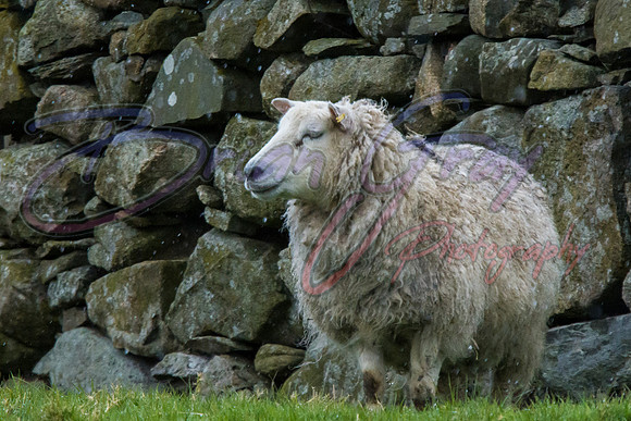 Shetland sheep