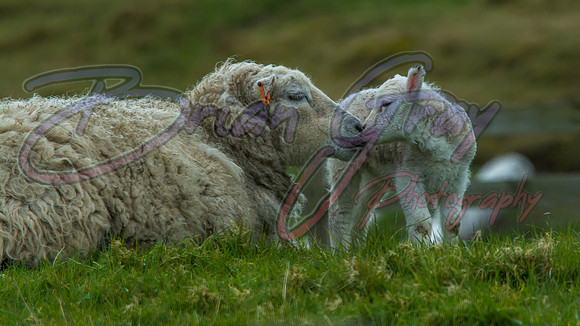 Shetland Sheep and Lamb