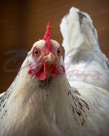 Chicken