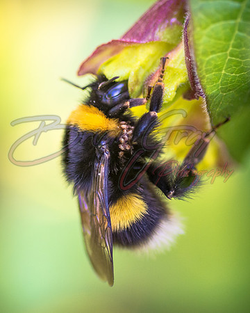 Bumble Bee