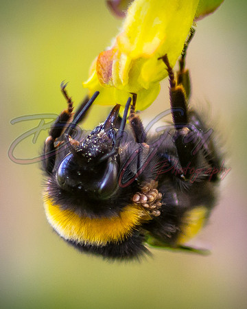 Bumble Bee