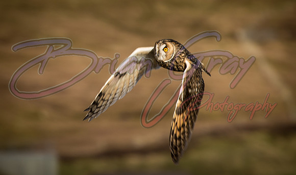 Long-eared Owl