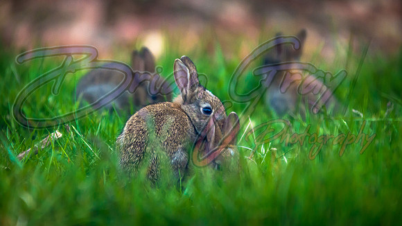 Baby Rabbits