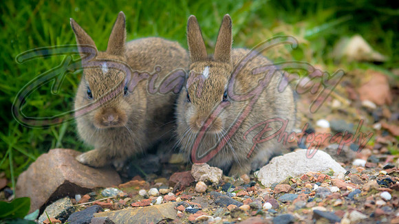 Baby Rabbits