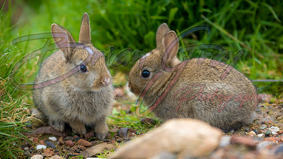 Baby Rabbits
