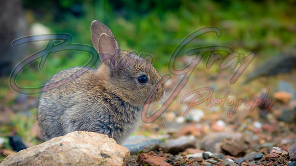 Baby Rabbits