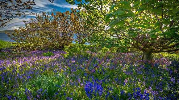 Bluebells