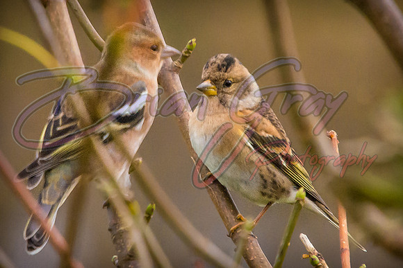 Brambling