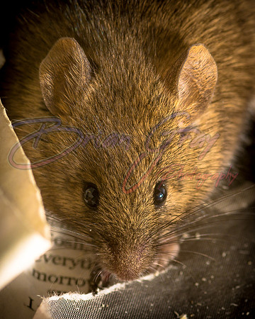 Mouse