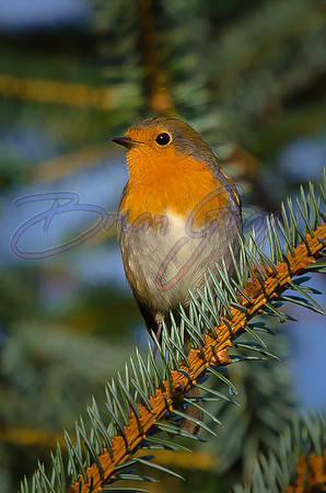 Robin
