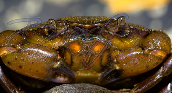 Shore crab