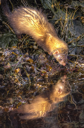 Polecat reflection