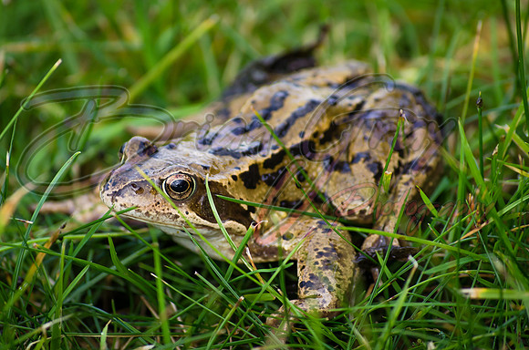 Frog in grass