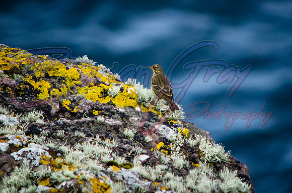 Rock Pipit with lichen