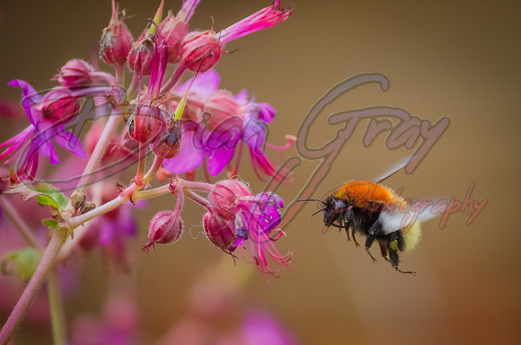 Shetland Bee