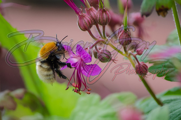 Shetland Bee