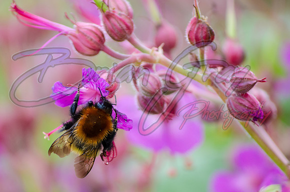 Shetland Bee