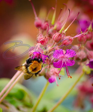 Shetland Bee