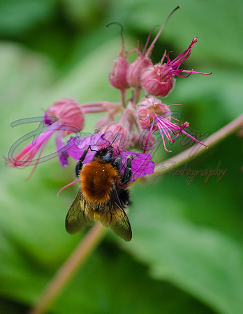Shetland Bee
