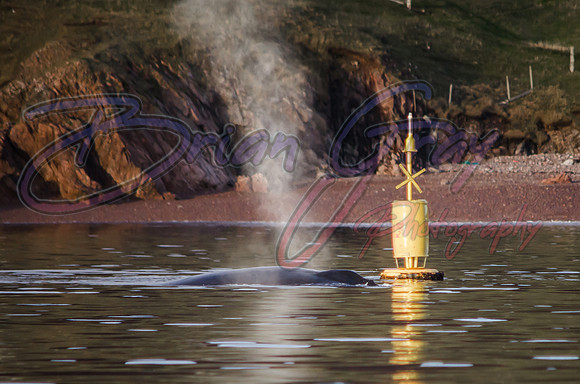 Humpback Whale