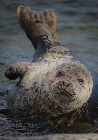 Seal