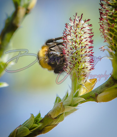 Bumblebee