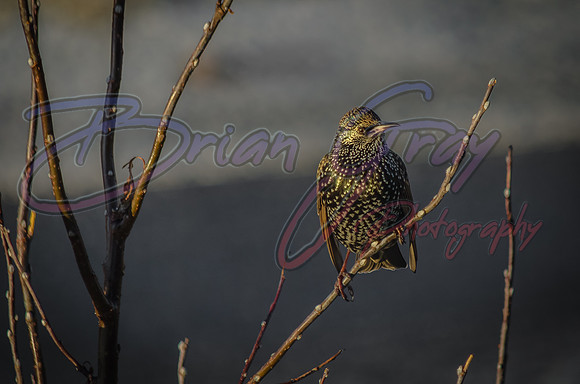 Starling