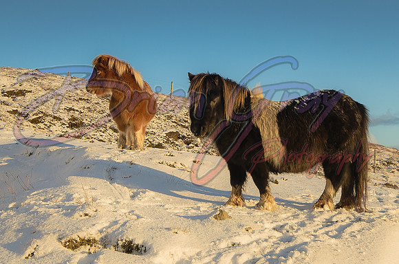 Shetland Ponies