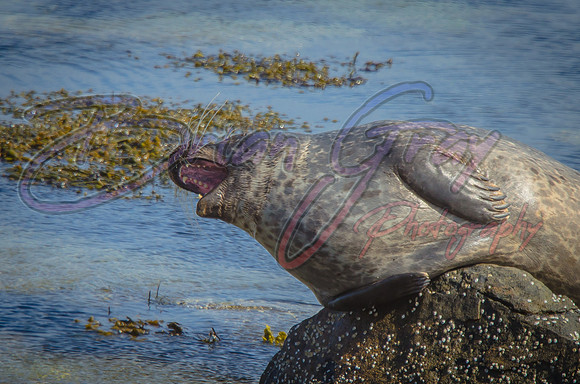 Seal
