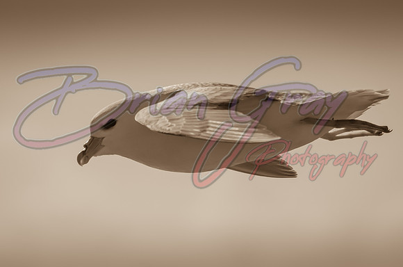 Fulmar