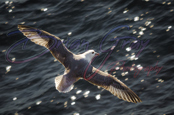 Fulmar