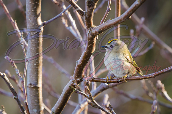 Goldcrest