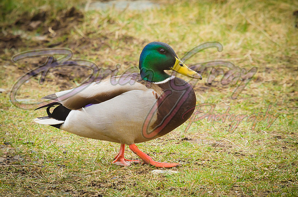 Mallard