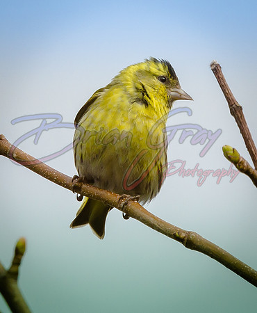 Siskin