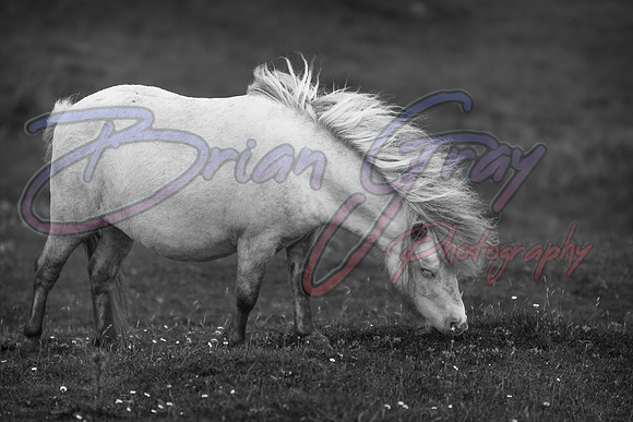Shetland Pony