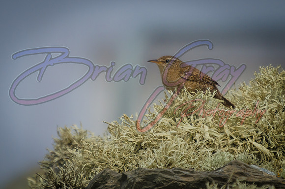 Shetland Wren