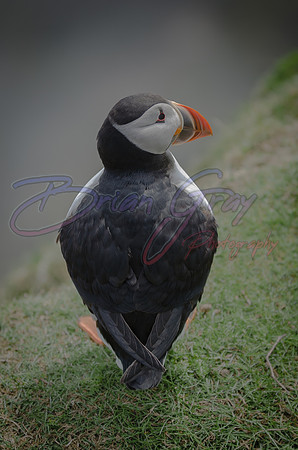 Puffin