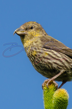 Common Crossbill