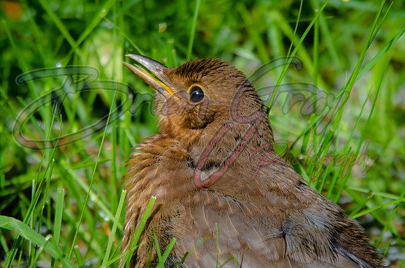Blackbird