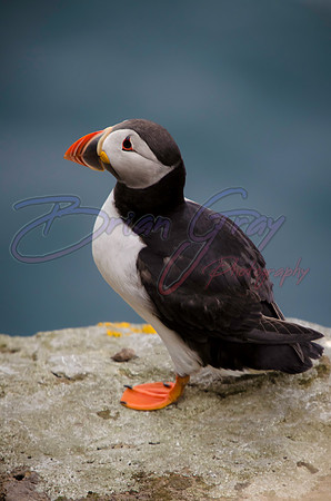 Puffin